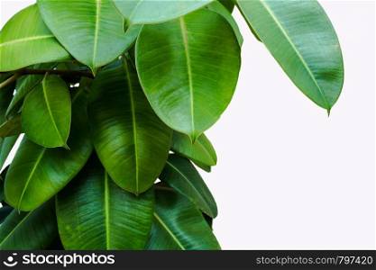 Green leaf isolated background houseplant design beauty. Green leaf isolated background houseplant design colorful