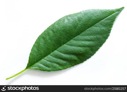 green leaf isolated on a white