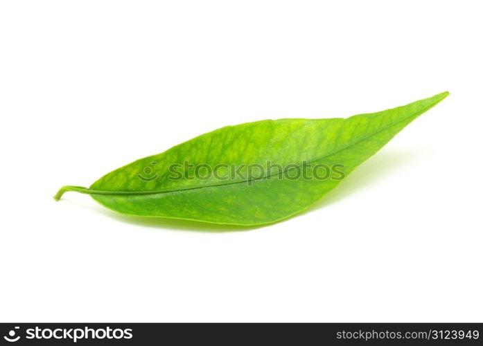 green leaf isolated on a white