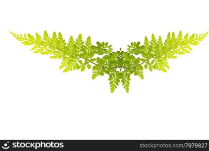 green leaf isolated on a white background