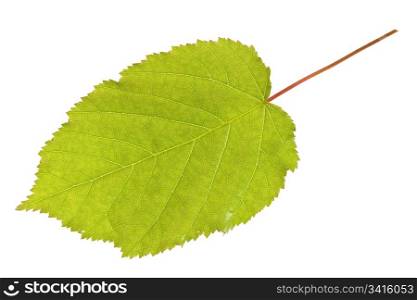 Green leaf isolated on the white