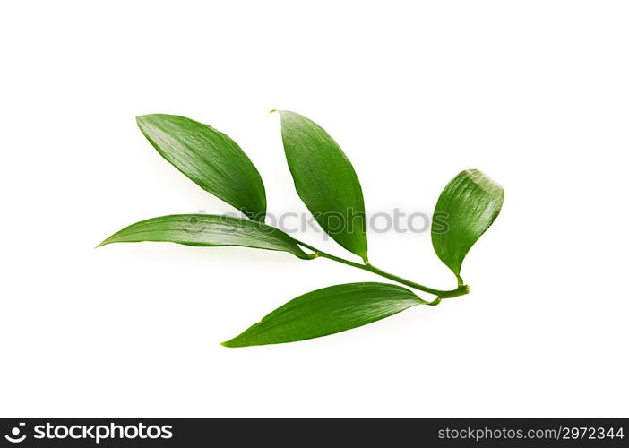 Green leaf isolated on the white background