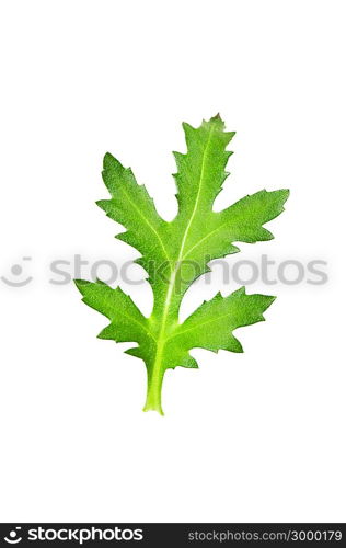 Green leaf isolated on the white background