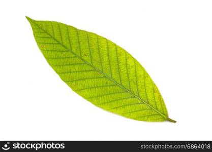 green leaf isolated on white background closeup