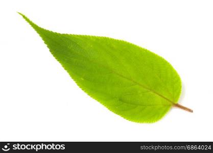 green leaf isolated on white background closeup