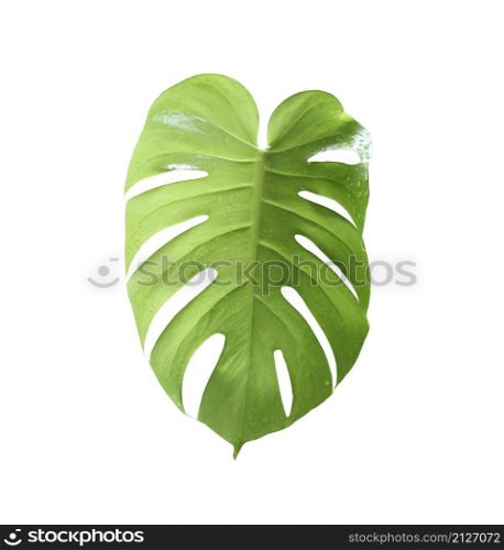 Green leaf isolated on white background,leaves of monstera and have clipping paths.