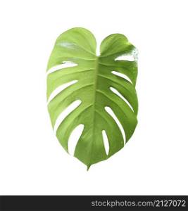 Green leaf isolated on white background,leaves of monstera and have clipping paths.