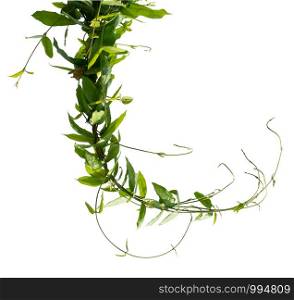 green leaf ivy plant isolate on white background
