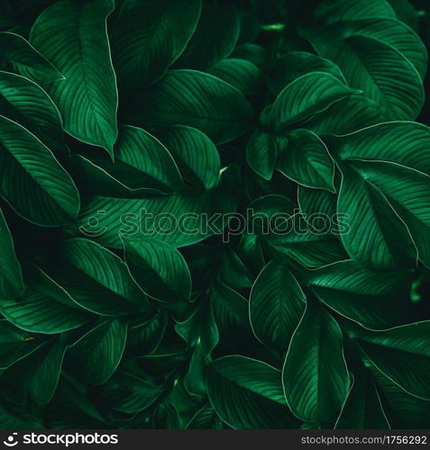 Green leaf (Konjac) pattern on surface background leaf in the forest.