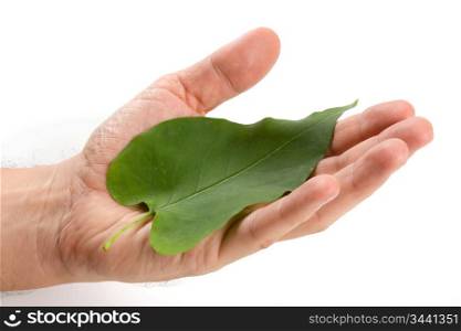 green leaf lies on the palm isolated on white background