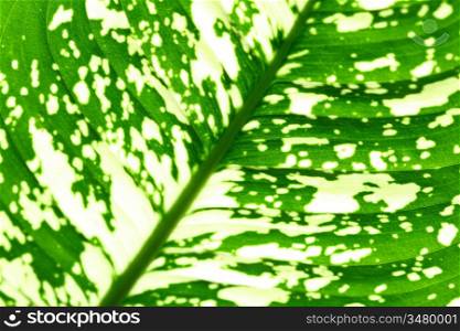 green leaf macro close up