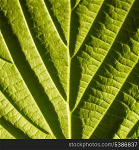 green leaf macro with deep shadows from viens