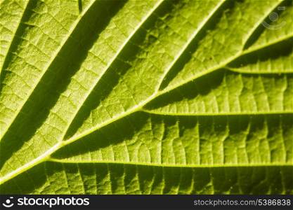 green leaf macro with deep shadows from viens