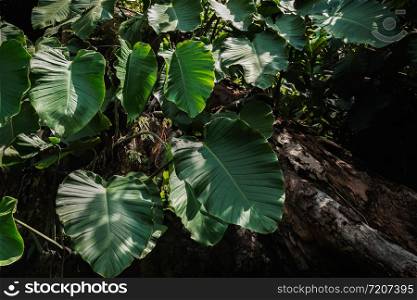 green leaf monstera in nature