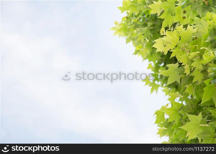 Green leaf of a maple tree against blue sky spring background with fresh leaves in sunlight. Leave empty copy space for writing messages.