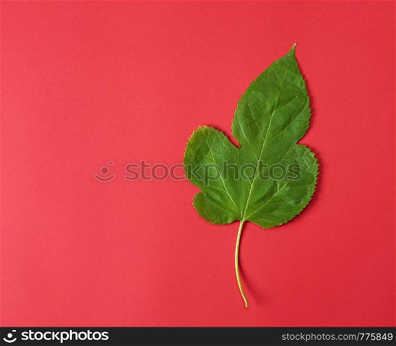 green leaf of a mulberry on a red background, close up