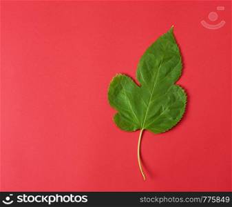 green leaf of a mulberry on a red background, close up