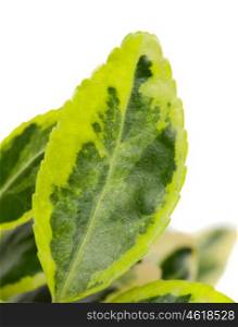 Green leaf of a plant closeup isolated on white background