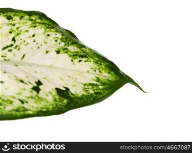 Green leaf of a plant closeup isolated on white background