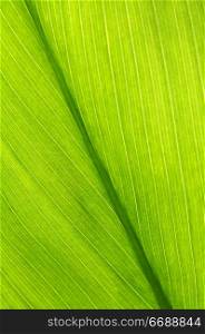 Green leaf of a troplical plant close up