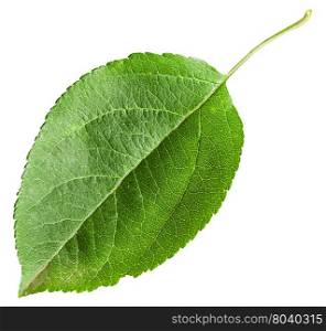 green leaf of Apple tree (Malus domestica) isolated on white background
