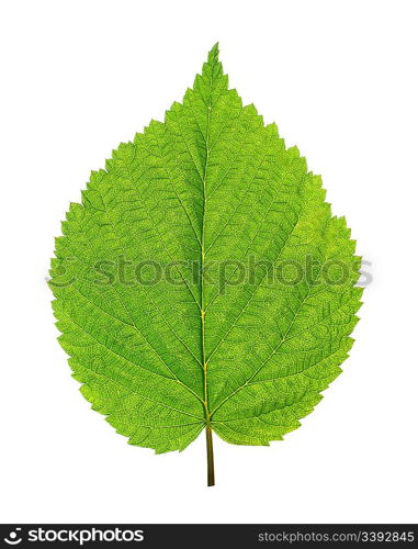 green leaf of birch tree isolated on white