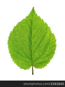 green leaf of birch tree isolated on white