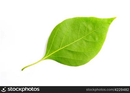 Green leaf of bougainvillea spectabilis wind on a white background.