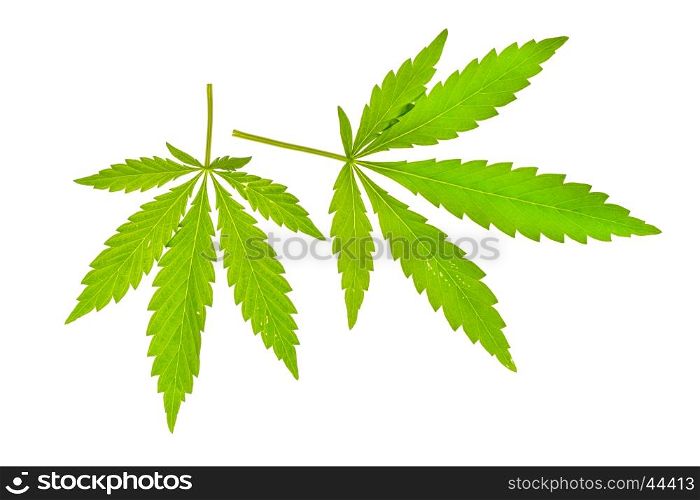 Green leaf of cannabis isolated on white
