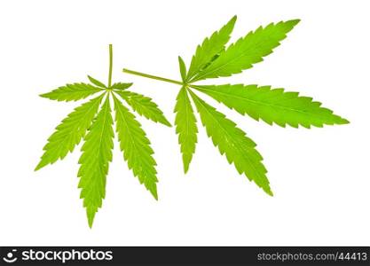 Green leaf of cannabis isolated on white