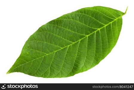 green leaf of Common Walnut tree (Juglans regia, Persian Walnut, English Walnut) isolated on white background