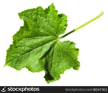 green leaf of Cucumber plant (Cucumis sativus) isolated on white background