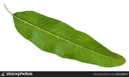 green leaf of Elaeagnus angustifolia ( silverberry, oleaster, elaeagnus) isolated on white background