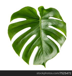 Green leaf of exotic plant monstera isolated on white background
