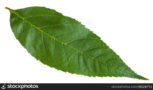 green leaf of Fraxinus excelsior tree (ash, European ash, common ash) isolated on white background
