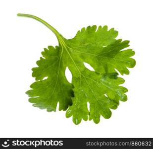 green leaf of fresh coriander herb isolated on white background