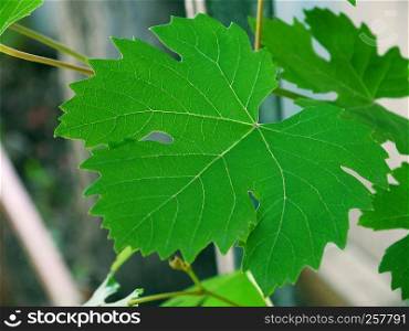 Green leaf of grapes in the garden