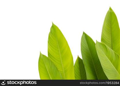 green leaf of Heliconia (Heliconia spp.) flower, tropical flower plants on white background, heliconia or bird of paradise flower plants