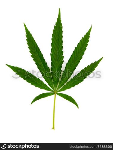 Green leaf of hemp (cannabis) isolated on white