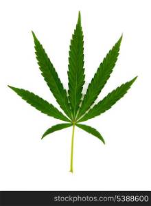 Green leaf of hemp (cannabis) isolated on white