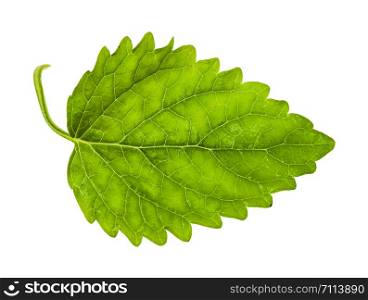green leaf of lemon balm (melissa officinalis) herb isolated on white background