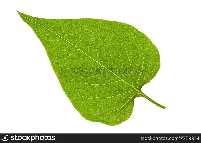 green leaf of lilac on isolated
