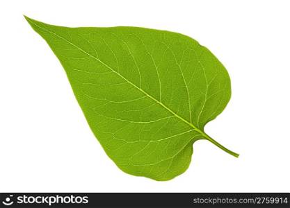green leaf of lilac on isolated