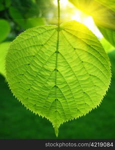 green leaf of linden tree glowing in sunlight