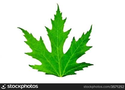 green leaf of maple isolated
