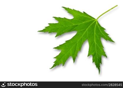 green leaf of maple isolated on a white