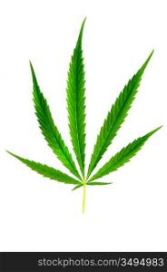 Green leaf of marijuana isolated on the white