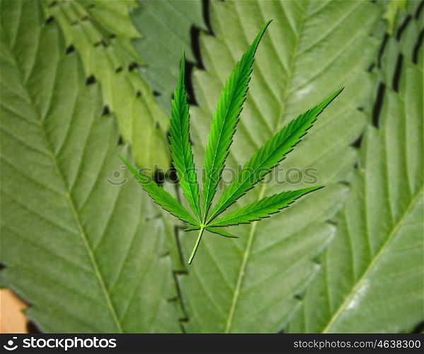 Green leaf of marijuana with other leaves of background