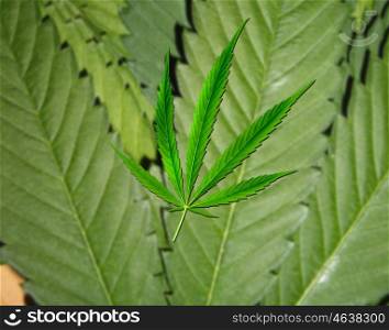 Green leaf of marijuana with other leaves of background