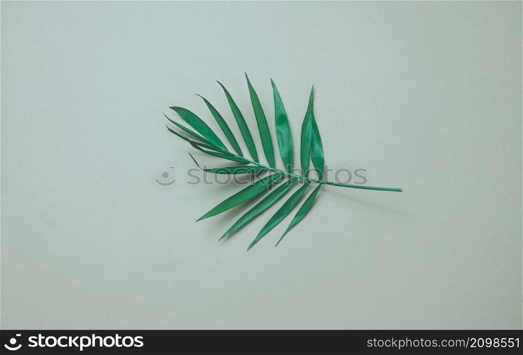 green leaf of palm tree on a gray background. View from above, copy space